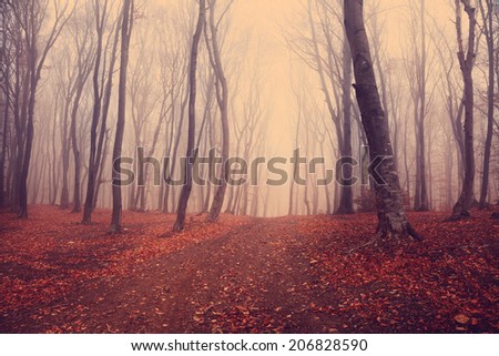 Foggy mystic forest during autumn
