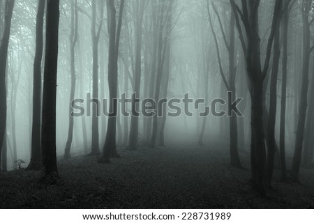 Dark trails through the mist in the forest