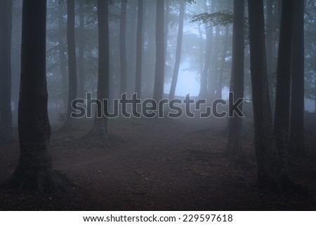 Path through dark dense forest on Halloween. Foggy day during fall