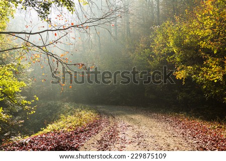 Curved road in the forest during autumn with bright sun light