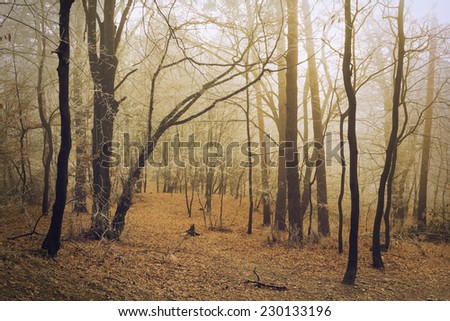 Romantic light in the forest with frost on the trees and light fog in the background