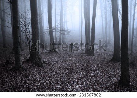 Path in the forest. Mist covers the silhouette of the trees in an autumn day