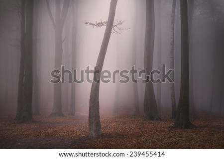 Tree in dark spooky foggy forest during autumn