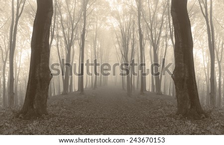 Creepy mirrored trees in foggy forest
