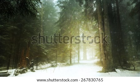 Dreamy trail in foggy forest during winter