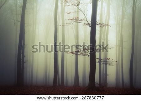 Lonely tree in dark mist