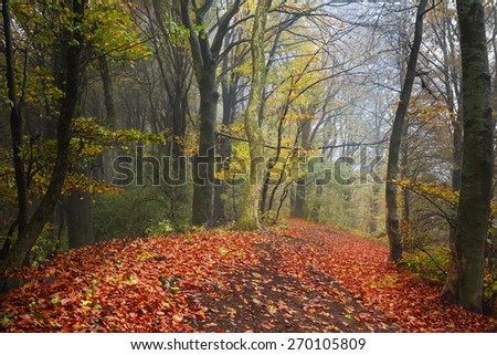Beautiful trail in misty forest