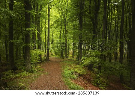Trail in a foggy forest during spring. Green forest into the mist