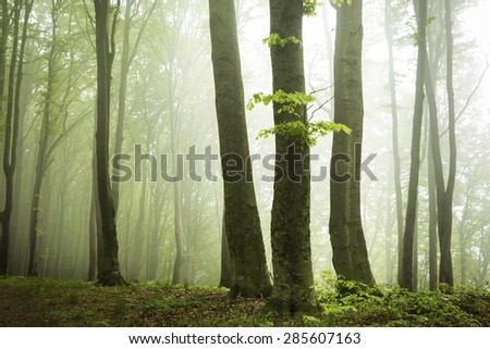 Trail in a foggy forest during spring. Green forest into the mist