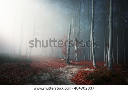 Romantic light through the fog shines on the trail in misty forest, during an autumn day