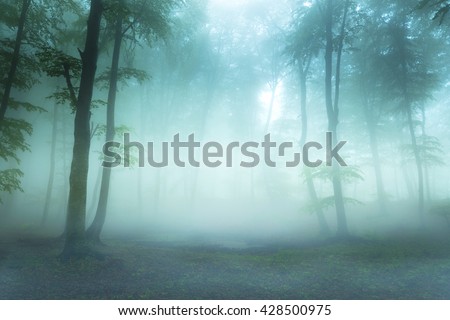 Dark fog into the forest