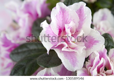 Photograph of a pink flower called Azalia on a green leaves and pink flowers background.