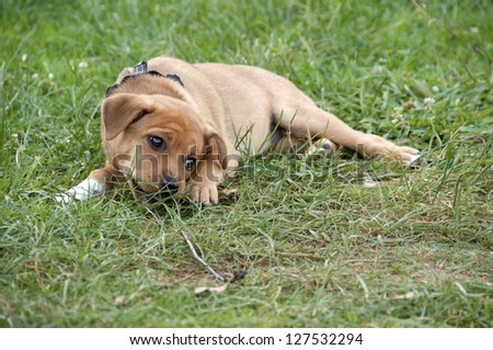 Puppy chewing on a stick
