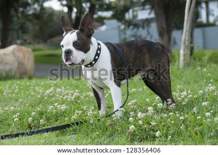 Boston Terrier standing watching what is going on