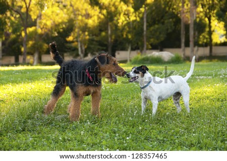 Airedale terrier and Fox terrier greeting each other
