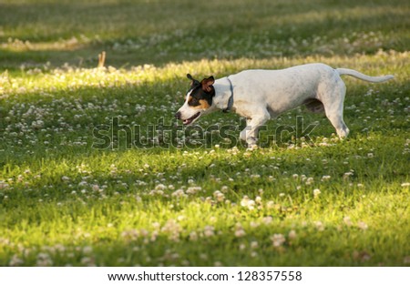 Fox terrier on the move in the park