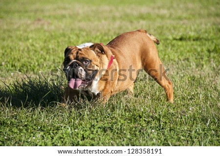 British bulldog looking forward with tongue sticking out