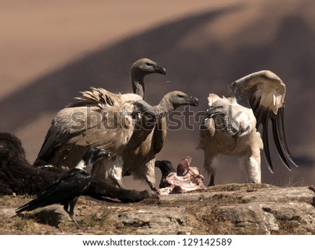 Cape Vultures fighting over some bones on a rock ledge