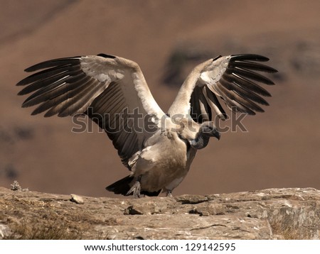 Cape Vulture just landed with wings outstreched and busy taking a step forward