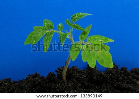 young tomato plant and soil with blue background
