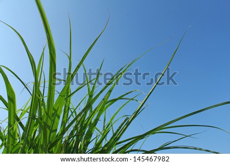 green blades of grass