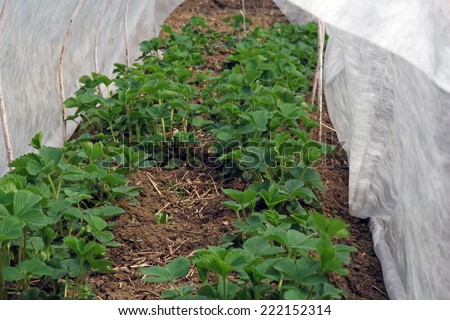 young strawberry plants in greenhouse