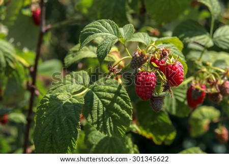 closeup of raspberries on bush