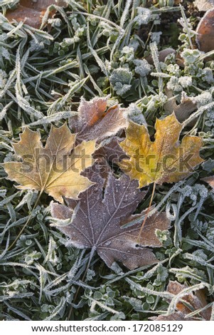 Frozen leaves on frozen grass.