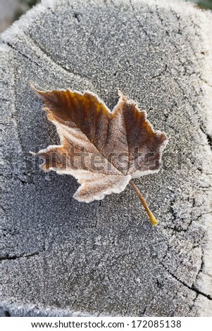 Frozen leaf on the frozen wooden beam.