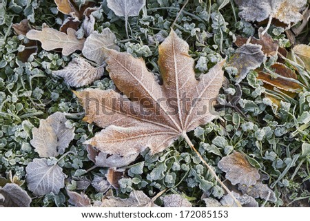 Frozen leaf on frozen grass.