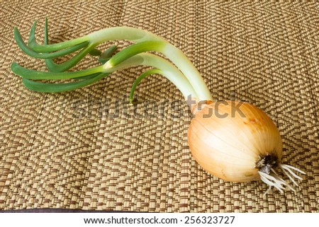 Green onions on a straw napkin Green onions