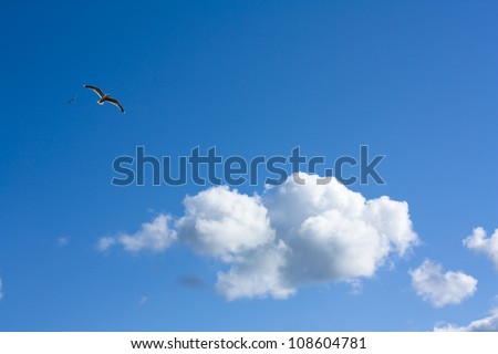 Fine weather, blue sky panorama with white clouds and a bird
