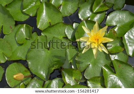 top view of yellow lotus with lotus leaf in pond