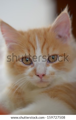 close up of a orange and white persian tabby cat face