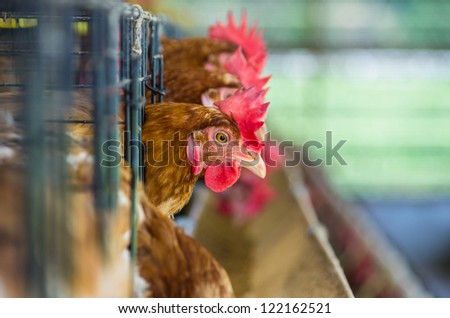 Poultry farms. (Large cage) full of brown chicken eggs.