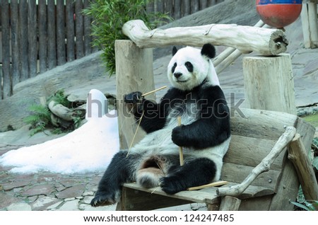 giant panda bear  eating bamboo for food. Chiang Mai Zoo in Thailand