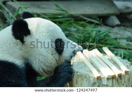 giant panda bear  eating bamboo for food. Chiang Mai Zoo in Thailand