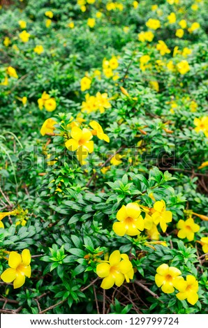 Allamanda, also known as Yellow Bell, Golden Trumpet Flower, is a genus of tropical shrubs