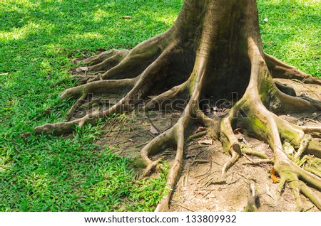 The root of the tree in the green grass.