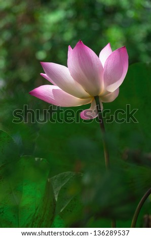 Beautiful lotus bloom. In the large lake.