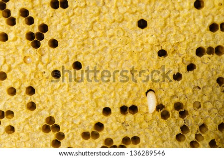 Yellow beautiful honeycomb with honey, background