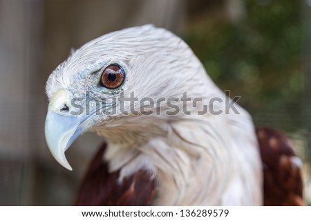 Brahminy kites, red-backed sea eagle standing on a tree branch. Focus on eyes.