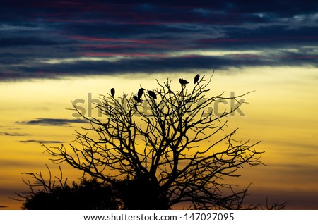 silhouette birds on trees in the sunset sky.