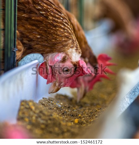 Poultry farms. (Large cage) full of brown chicken eggs.