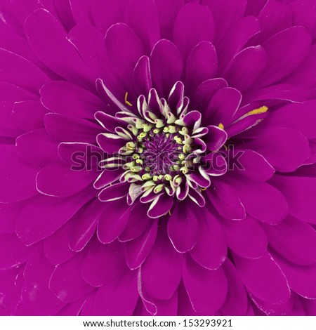 Purple chrysanthemum selected. for background and Texture.