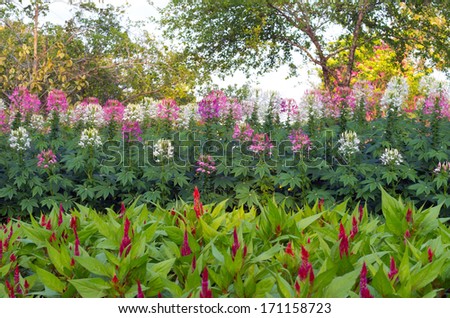 Flower garden in the park, Chinese Wool Flower and Cleome.