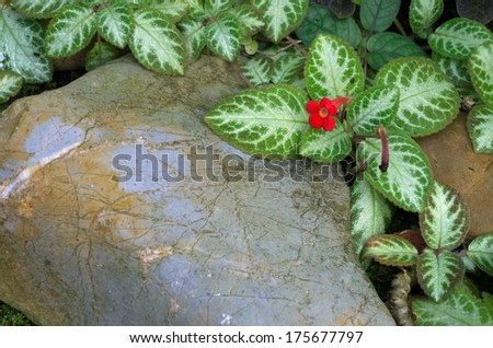 Episcia cupreata (Hook.) Hants) as native plants in Colombia, Venezuela, Peru, Brazil, shoots reddish brown, silvery gray leaves, flowers red cone.