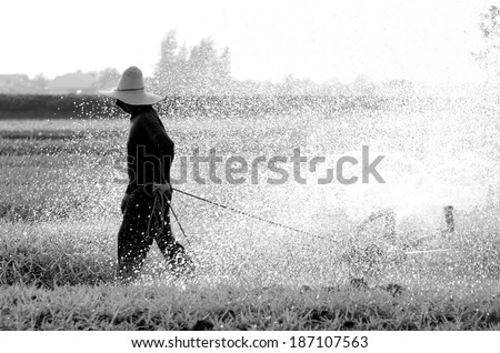 Asian gardener was watering the rows of Vegetable plot growing beautifully, back and white.