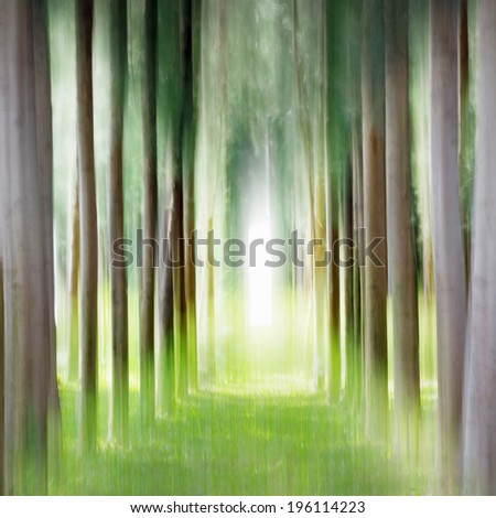 Abstract tunnel row of pine trees for natural background.