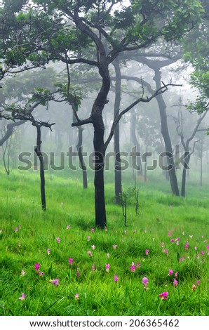 Siam tulip pink bloom season. Morning fog in forest, Thailand.(Focus on the foreground flower clusters. Released mist to blur the background.)